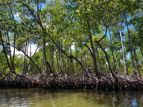 Manglares en los Haitises