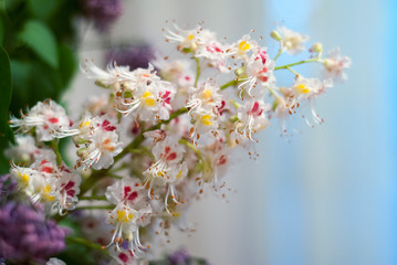 A branch of a blossoming chestnut near