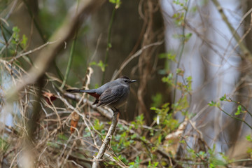 Gray Catbird perched in a dense thicket. 
