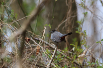 Gray Catbird perched in a dense thicket. 