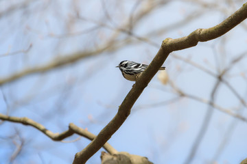 Black-and-white warbler sitting in a tree against a blue sky. 