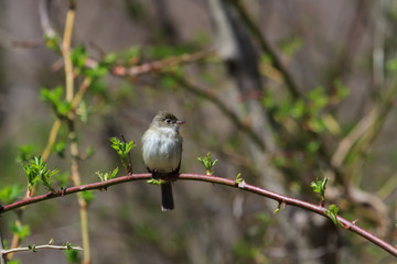 Least flycatcher perched on a raspberry bush. 