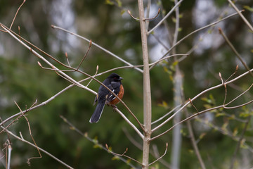 Eastern Towhee perched in a tree during spring migration. 