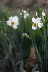 Obraz premium Spring nature is alive, the flowers give back this atmosphere of awakening nature