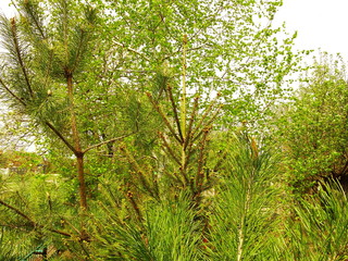 Fototapeta premium tree, flowers, cage, spring, village, summer, sun,