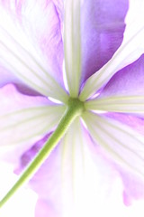 Fototapeta premium 鉄線