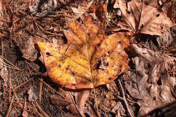 Big Leaf