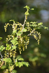 Blooming red currant (Ribes rubrum L.), lit by the sun