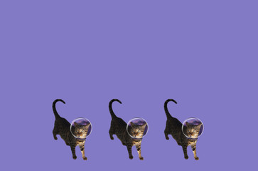 Bengal cat art. Bengal on a simple background