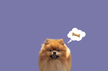 Pomeranian with bone. Dog food on a simple background. Happy Spitz art. Dog and food art