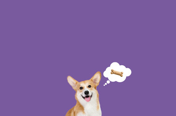 Pomeranian with bone. Dog food on a simple background. Happy Spitz art. Dog and food art