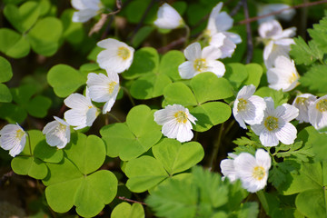 Blooming Common Oxalis (Oxalis acetosella L.)