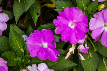 Purple Flowers