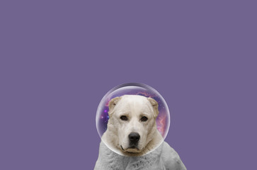 Central Asian Shepherd Dog on a simple background. Kazakh wolfhound tobet. Alabai beautiful picture.