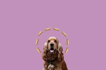 dog and bone. English Cocker Spaniel with bone. dog food art. Cocker Spaniel is a beautiful picture. Dog food on a plain background