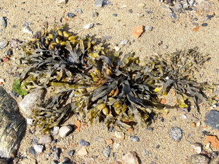 Fucus vesiculosus (Fucus vesiculosus) on the sandy shore of the White Sea