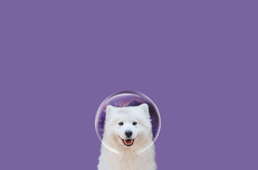 Samoyed on a plain background. Dog in a spacesuit. Happy Samoyed art.