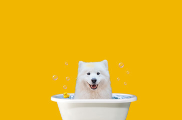 Happy dog ​​takes a bath. Samoyed on a simple background. Samoyed Spitz art.