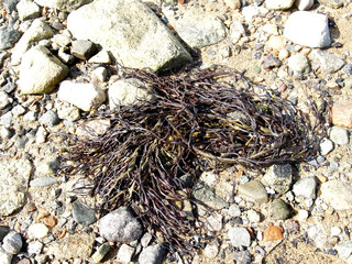Furcellaria equal peaks (Furcellaria lumbricalis) on the rocky shore of the White Sea