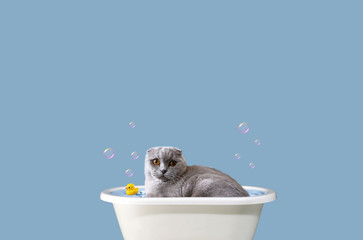 Scottish fold cat bathes. Scottish cat in the bathroom art
