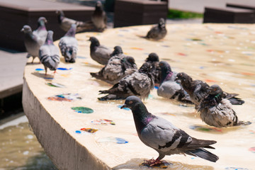 Pigeons in the city park. Close-up pigeons.