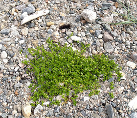 Buterochenaceae persecution (Honckenya peploides) growing on a rocky shore