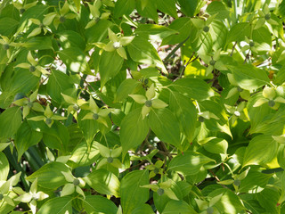 Asiatische Bl&uuml;ten-Hartriegel (Cornus kousa) mit Bl&uuml;tenst&auml;nde in kleinen kugeligen Doldenvier ersetzt durch wei&szlig;e bis cremefarbene dekorativen Hochbl&auml;tter