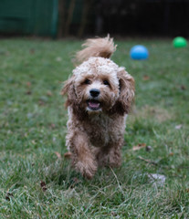 Poodle Mix Running in Yard