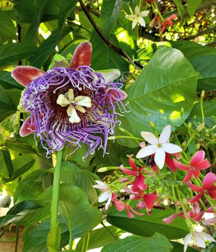 Hermosa flor del Granadillo