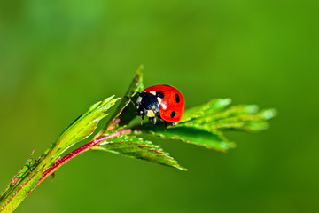 Red ladybug on green leaves. Macro photography.