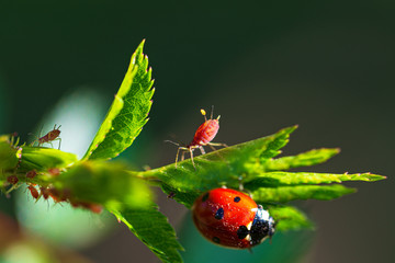 Red ladybug and aphids on green leaves. Macro photography.