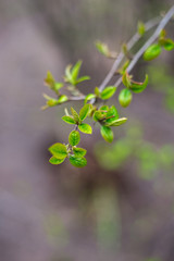Branches. Green leaves. The first spring greens. Green foliage.