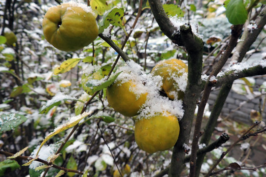 Yellow Ripe Japanese Quince Fruit In Snow