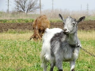 spring, village, summer, sun, birds, domestic animals, goats. rural yard.