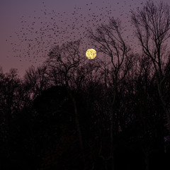 moon and trees at night