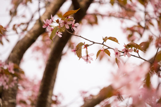 Beautiful and fresh spring backgrund with blurry light pink cherry blossom tree branches