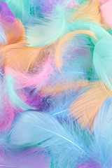 Obraz premium Colorful feather background, top view.