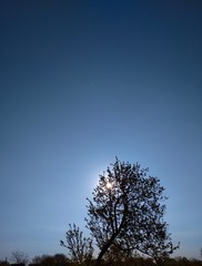 lonely tree in the evening