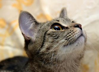 striped gray shorthair cat on a sofa