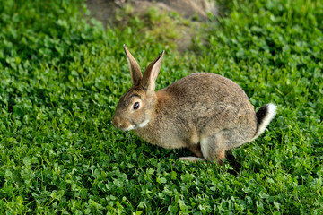 conejo domestico en el césped  (Oryctolagus cuniculus) Casares Andalucía España	