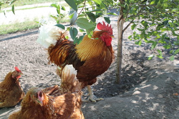 Village Rooster. Red cock with a red comb and white tail, next to two hens.