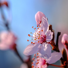 Dogwood Flower in the Spring
