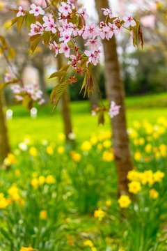 Beautiful, Spring time with yellow daffodils and cherry tree branches