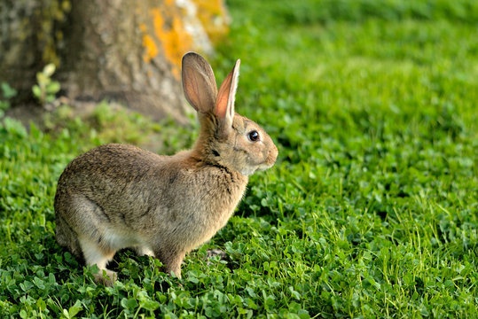 conejo domestico en el c&eacute;sped  (Oryctolagus cuniculus) Casares Andaluc&iacute;a Espa&ntilde;a	
