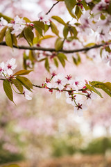 Fototapeta na wymiar Beautiful and fresh spring backgrund with blurry light pink cherry blossom tree branches background