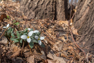 Close up view of native white snow trillium (trillium nivale) wildflowers blooming undisturbed in a woodland setting 