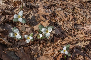Close up view of native white snow trillium (trillium nivale) wildflowers blooming undisturbed in a woodland setting 
