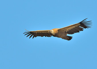 buitre leonado (Gyps fulvus) volando en cielo azul Casares Andalucía España