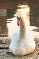 Białe łabędzie na rzece o poranku. Ptaki siedzą na brzegu lub w wodzie w promieniach słońca © Michal45
