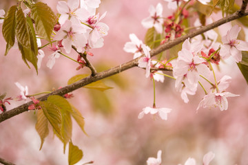 Freshness of Spring, cherry blossom branches with white delicate flowers and blurry background